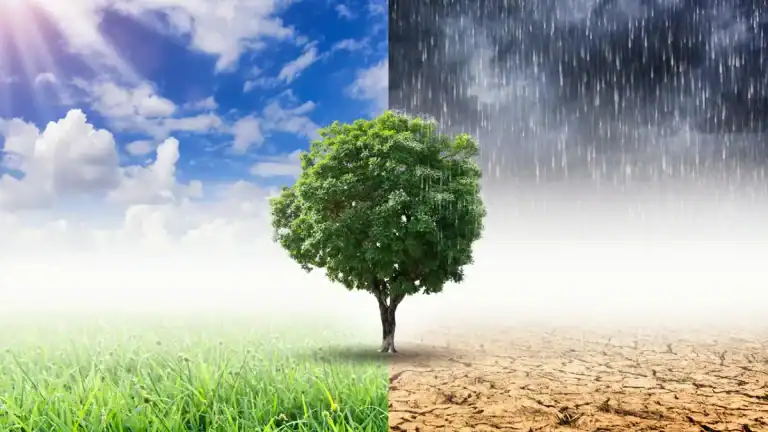 Tree divided by contrasting weather conditions, symbolising climate change impact.